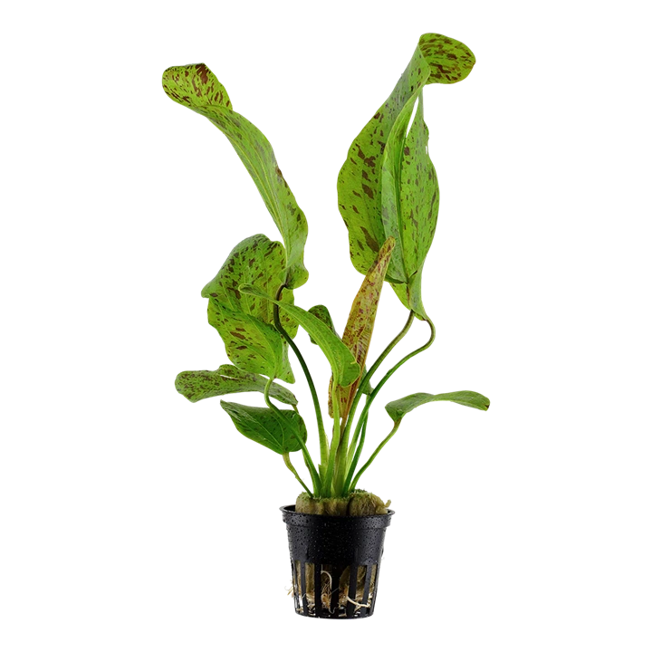 Tropica Akvarieplante i potte Echinodorus Ozelot green